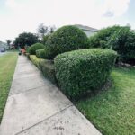 landscape in Orlando, FL, lawn care in Orlando, FL