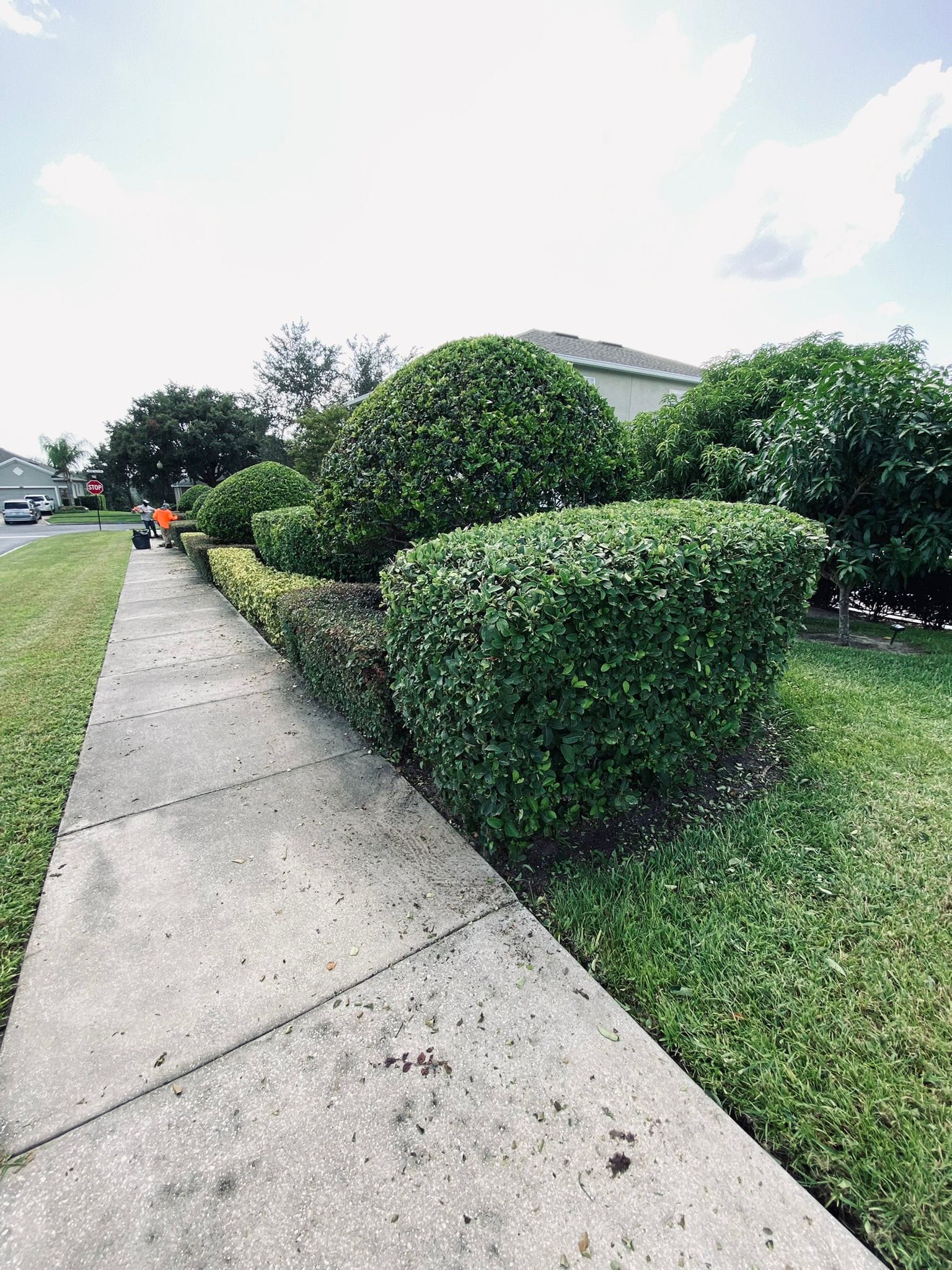 landscape in Orlando, FL, lawn care in Orlando, FL