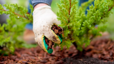 Mulching in Orlando, FL